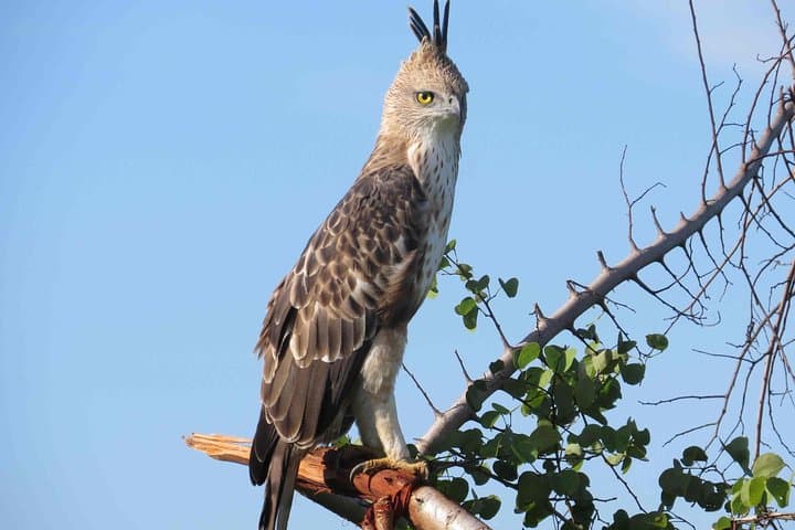 Udawatte Kele Birding and Forest Walk from Negombo photo 2