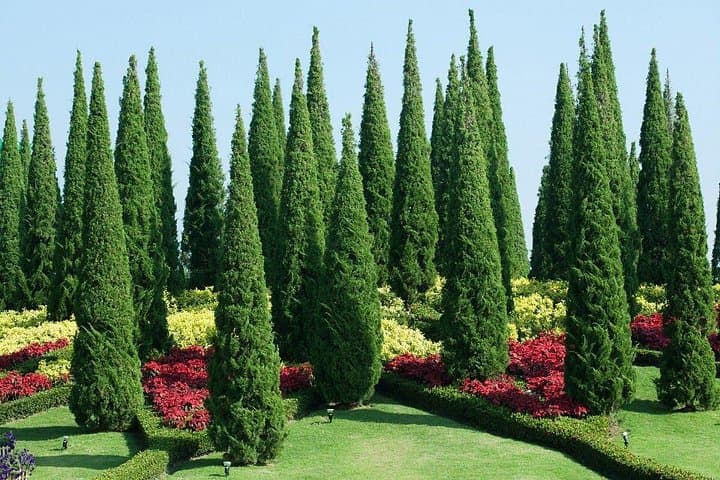 Private Kandy Day Tour from Bentota & Beruwela: Peradeniya Gardens, Temple and Tea photo 2