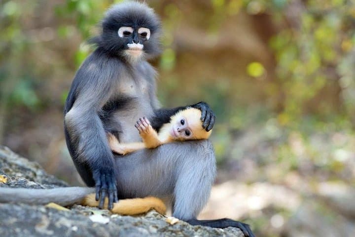 Langkawi Rainforest Trek: 6 km Guided Jungle Walk with Private Pickup photo 5