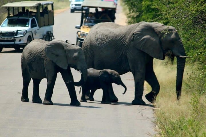 48-Hour Kruger Safari from Johannesburg — Big Five at Phabeni Gate photo 3