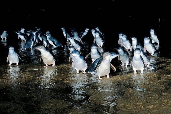 Private Phillip Island Penguin Parade Tour — Up‑Close Little Penguin Experience