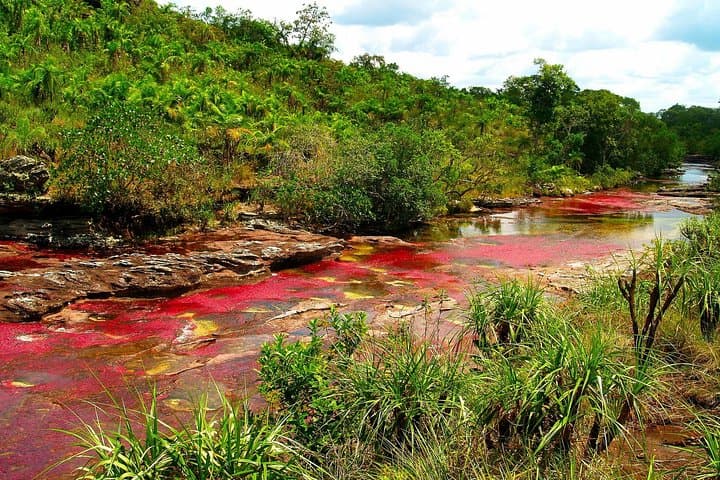 3-Day Caño Cristales Rainbow River Tour from Bogotá — Guide to Colombia's Rainbow River photo 2