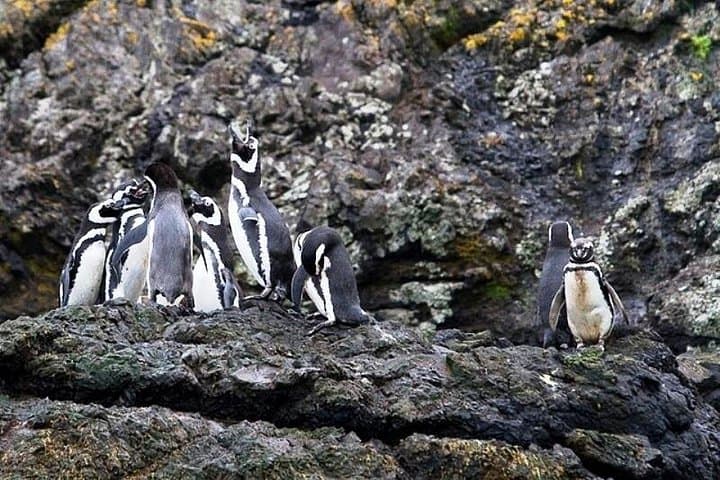 Chiloé Island Puñihuil Penguin Tour — See Humboldt & Magellanic Colonies photo 1