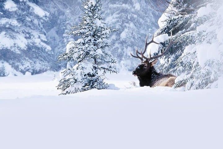 Winter Wildlife Discovery Tour — Jasper & Athabasca Valley Wildlife Viewing