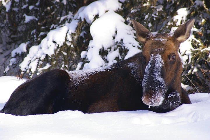 Winter Wildlife Discovery Tour — Jasper & Athabasca Valley Wildlife Viewing photo 2
