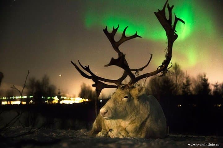 Reindeer Sledding and Sami Evening: Northern Lights Tour from Tromsø photo 5
