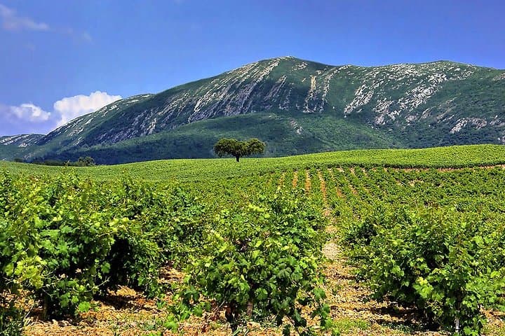 Arrábida Natural Park Full-Day Private Tour from Lisbon — Beaches, Monastery & Wine Tasting