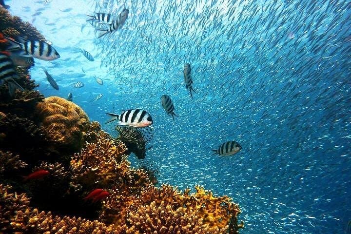 Tioman Sribuat Snorkel and Summit Hike Day Trip from Singapore photo 3