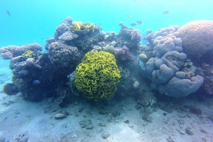 Batam Island Snorkel & Kayak Day Trip from Singapore — Batam Marine Park photo 4