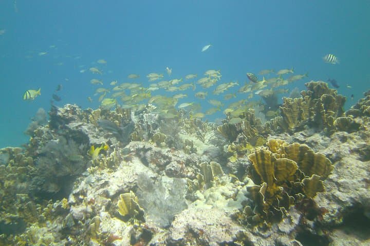 Discover Scuba in Key Largo: Beginner Reef Dives with a Professional Instructor