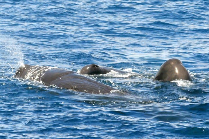 Whale and Dolphin Watching Cruise in St Lucia — West Coast Marine Safari photo 1