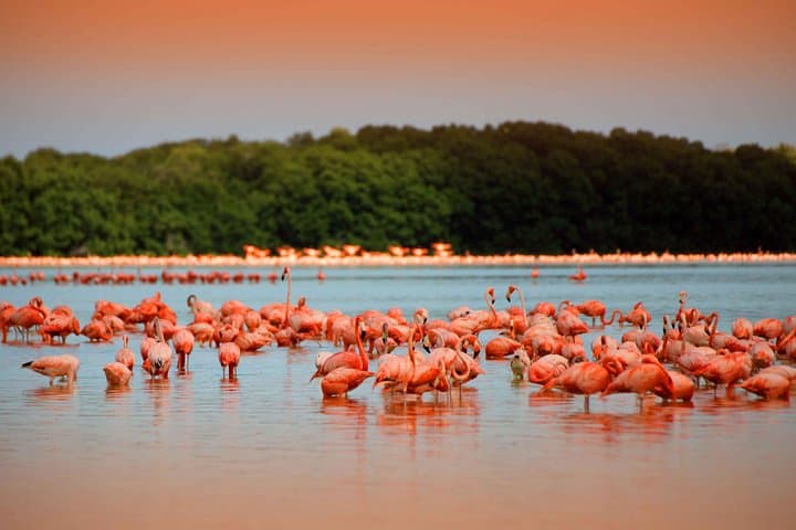 Celestun Biosphere Reserve Private Day Tour from Mérida — Flamingos & Ría Boat Ride photo 1