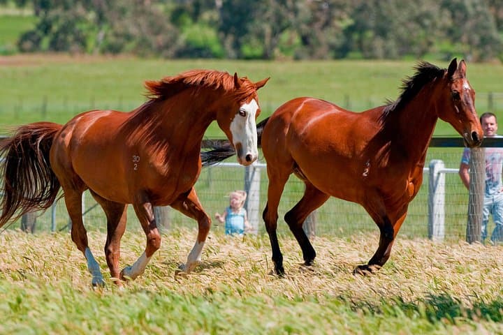 Visit Living Legends: Guided Tour of Champion Racehorses at Woodlands Historic Park