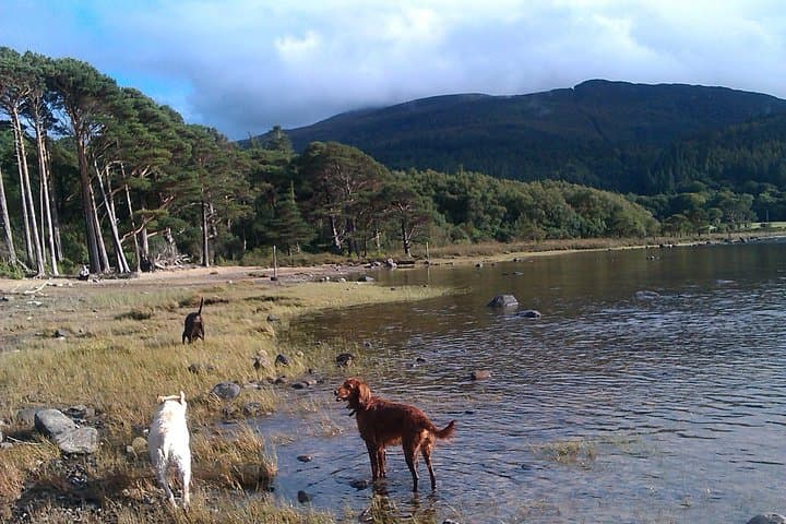 Explore Killarney National Park: A Guided 2-Hour Walking Adventure