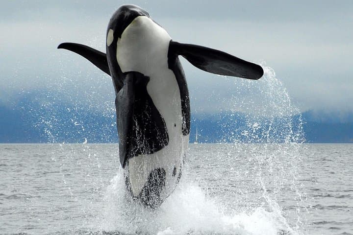 Cowichan Bay Half-Day Whale and Wildlife Adventure in the Salish Sea