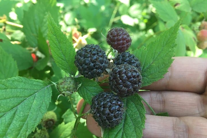 Talking Trees — Stanley Park Indigenous Walking Tour at Beaver Lake
