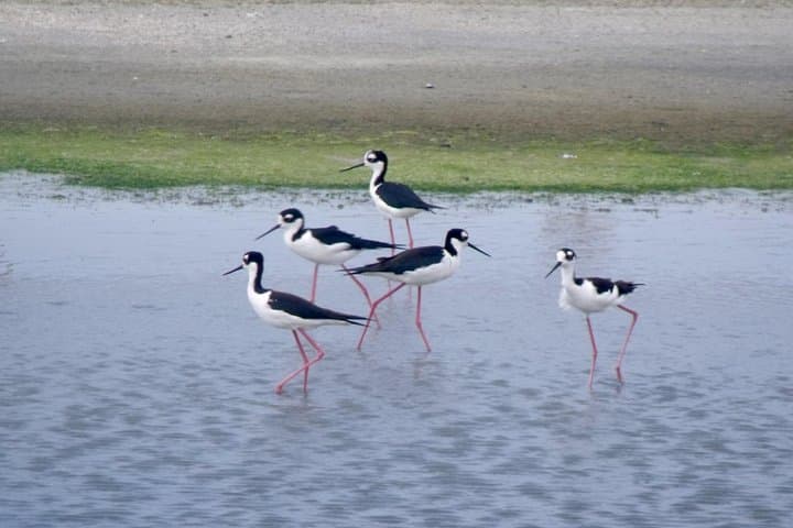 Ruta del Sol: 2-Day Salinas & Puerto El Morro Estuary Wildlife Tour photo 4