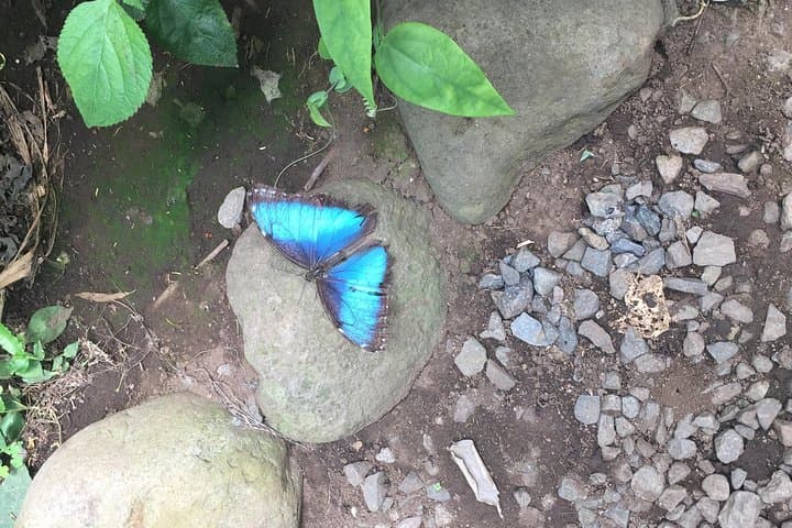 Monteverde Butterfly Gardens Tour: Up-Close Insectarium Experience photo 2