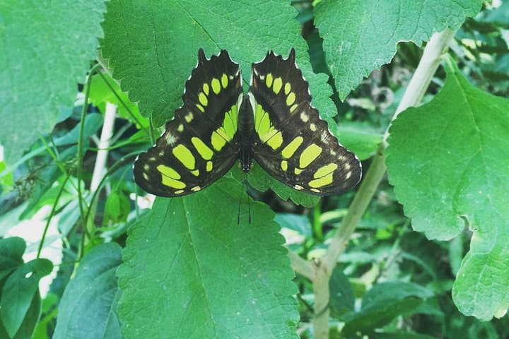 Monteverde Butterfly Gardens Tour: Up-Close Insectarium Experience