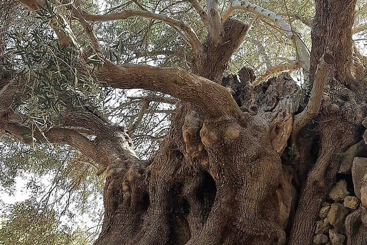Richtis Waterfall & Azoria Olive Tasting: East Crete Gorge Adventure photo 2