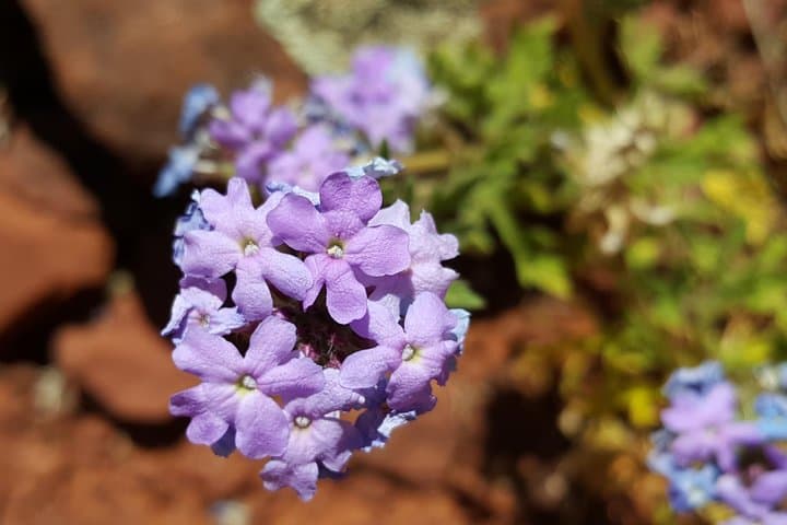 Private 3-Hour Sedona Metaphysical Photography Tour — Flowers & Red Rocks photo 1