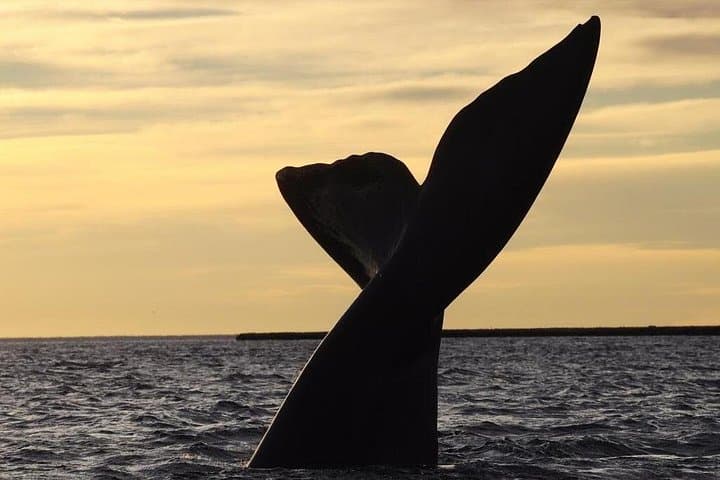 4-Day Puerto Madryn Wildlife & Valdés Peninsula Tour from Buenos Aires photo 3