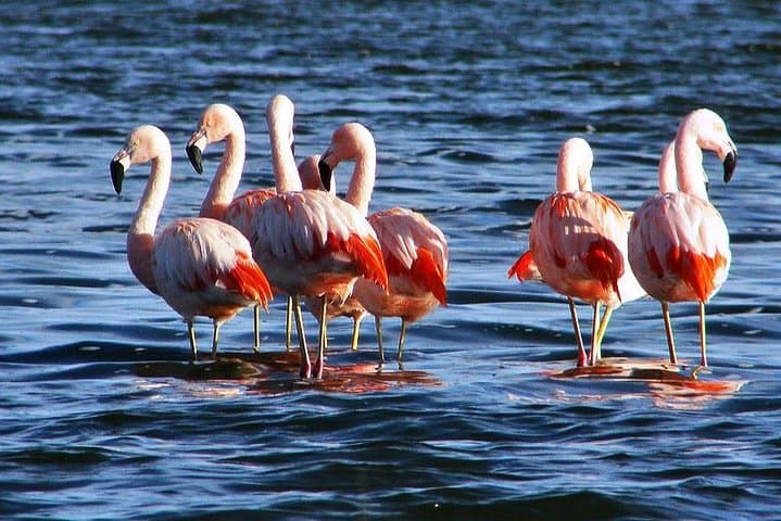 Laguna del Toro Flamingo-Watching 4WD from Salta — Full-Day Andean Wetlands Tour photo 2