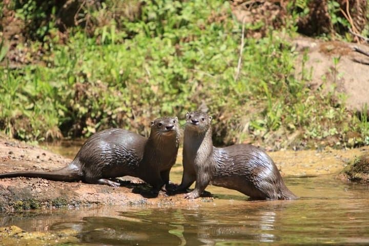 Yungas & El Rey National Park 4x4 Day Tour from Salta — Rivers, River Otters and Montane Jungle photo 3