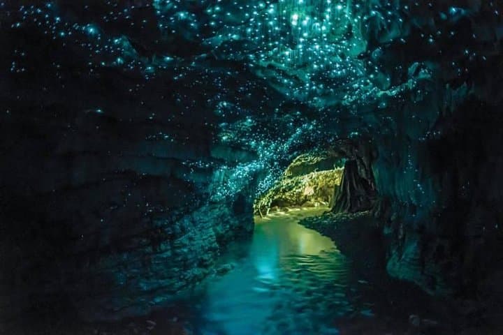 Auckland to Rotorua via Waitomo Glowworm Caves: Small-Group One-Way Tour Guide photo 4