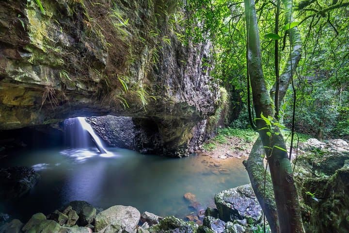 Springbrook & Tamborine Rainforest Day Tour — Natural Bridge, Glow Worms & Curtis Falls