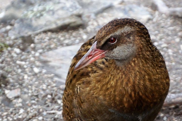 Mou Waho Island Cruise & Summit Lake Walk — Wanaka Nature Reserve Tour photo 2