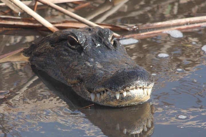 Exploring the Everglades: A Full-Day Safari Adventure from Fort Lauderdale photo 2