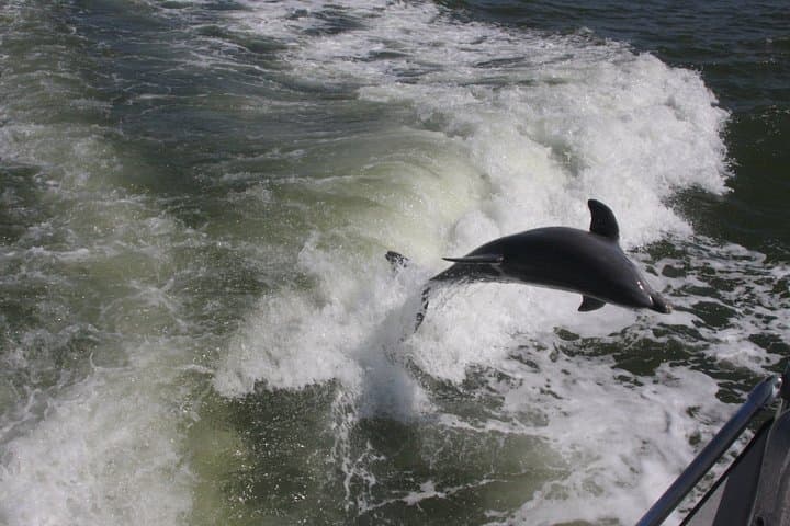 Everglades Day Safari: Explore Florida's Wild Western Everglades photo 3