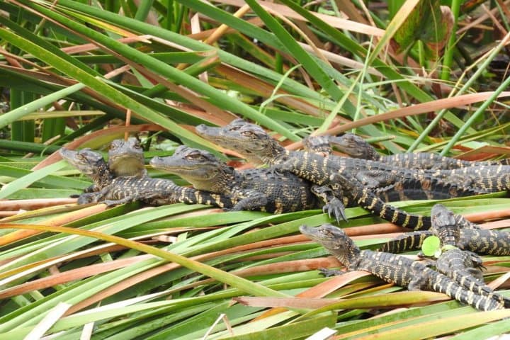 Half-Day Western Everglades Family Adventure — Corkscrew Marsh Walk & Airboat Experience photo 3