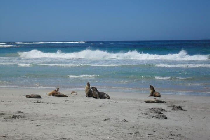 Kangaroo Island Day Tour from Adelaide: Seal Bay, Remarkable Rocks & Admirals Arch photo 3