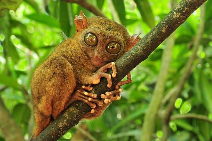 Bohol Highlights: Chocolate Hills, Tarsiers & Loboc River Lunch Cruise photo 2