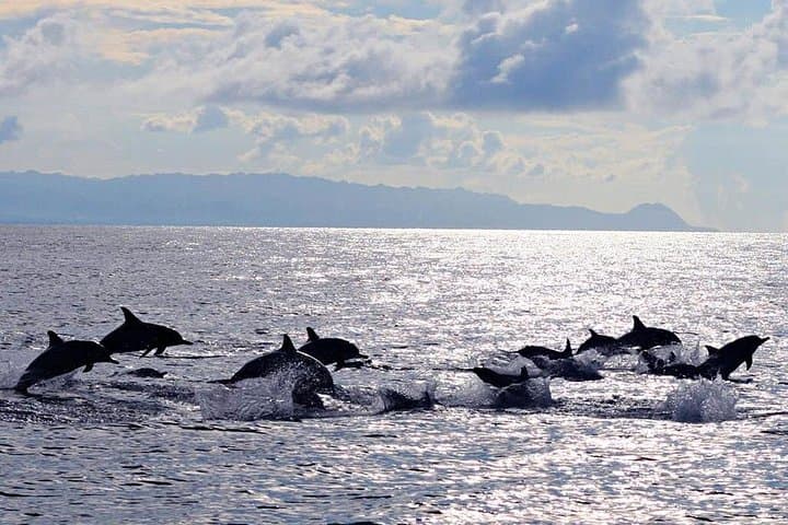Pamilacan Island Whale and Dolphin Watching from Tagbilaran City — Day Cruise in Bohol