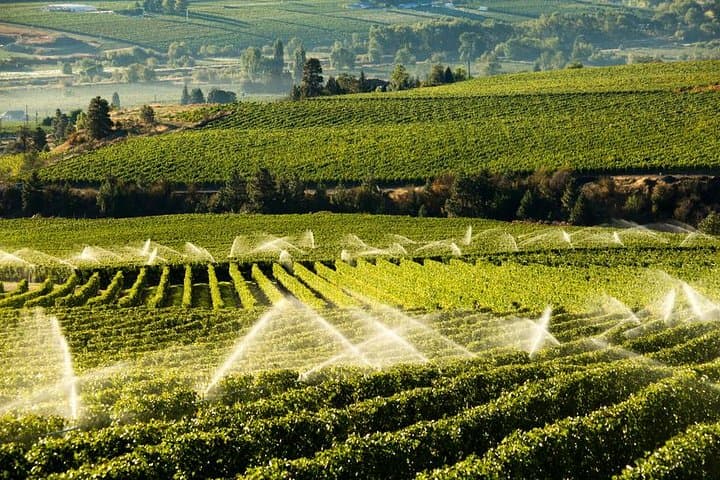West Kelowna Wine Tour: Classic 4‑Winery Experience on the Okanagan West Side photo 4
