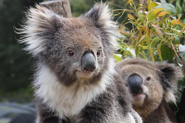 Kuranda Koala Gardens & Birdworld: Close Encounters in Tropical North Queensland