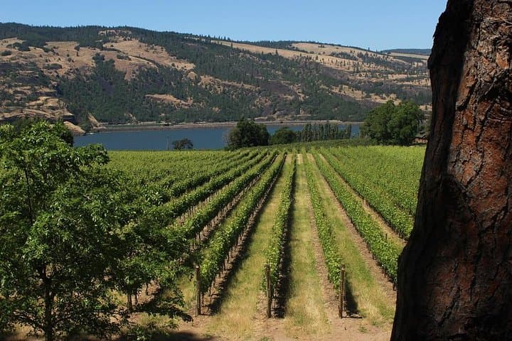 Mt Hood, Waterfalls & Wine Tour from Portland — Multnomah Falls and Columbia Gorge photo 2