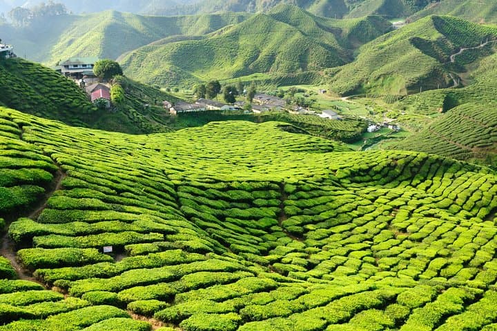 Cameron Highlands to Penang: 3-Night Tea Plantation & Georgetown Heritage Tour from Kuala Lumpur