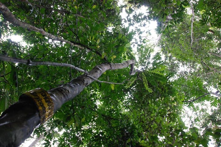 Half-Day Langkawi Rainforest Trekking: Guided Walk Through 500-Million-Year-Old Jungle