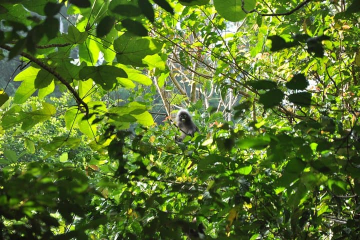 Half-Day Langkawi Rainforest Trekking: Guided Walk Through 500-Million-Year-Old Jungle photo 2
