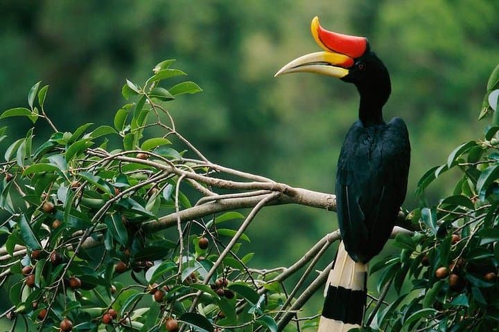 3-Day Danum Valley Rainforest Trek & Wildlife Lodge Adventure