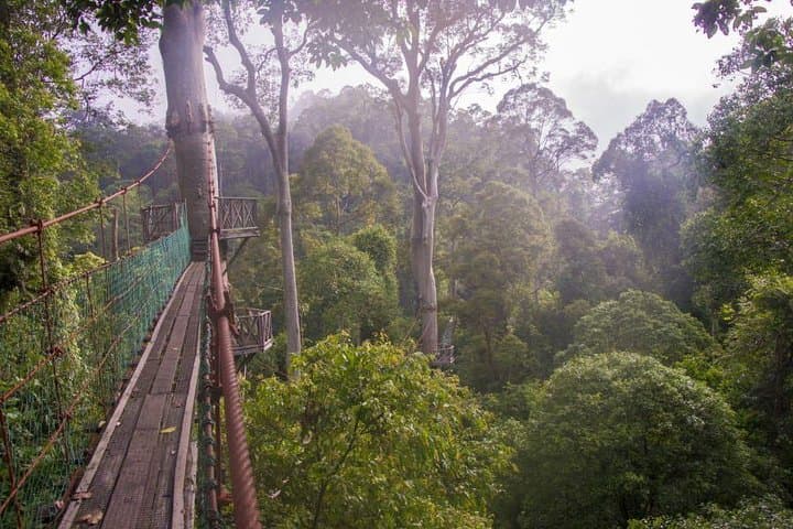 3-Day Danum Valley Rainforest Trek & Wildlife Lodge Adventure photo 2