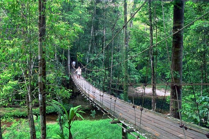 Half-Day Lambir Hills Hike & Waterfall Swim from Miri photo 2
