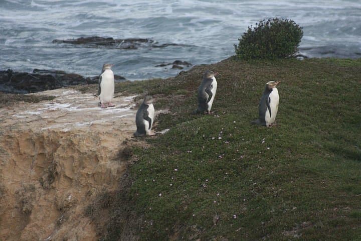 Private Dunedin & Otago Peninsula Tour — Royal Albatross, Larnach Castle & City Highlights photo 4