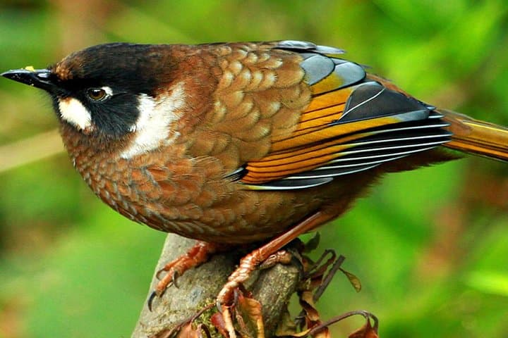 Shivapuri Bird-Watching Tour — Kathmandu’s Closest National Park for Birds & Mountain Views