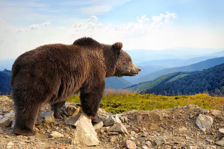 Bran Castle & Romania's Biggest Bear Sanctuary: Day Trip from Brașov
