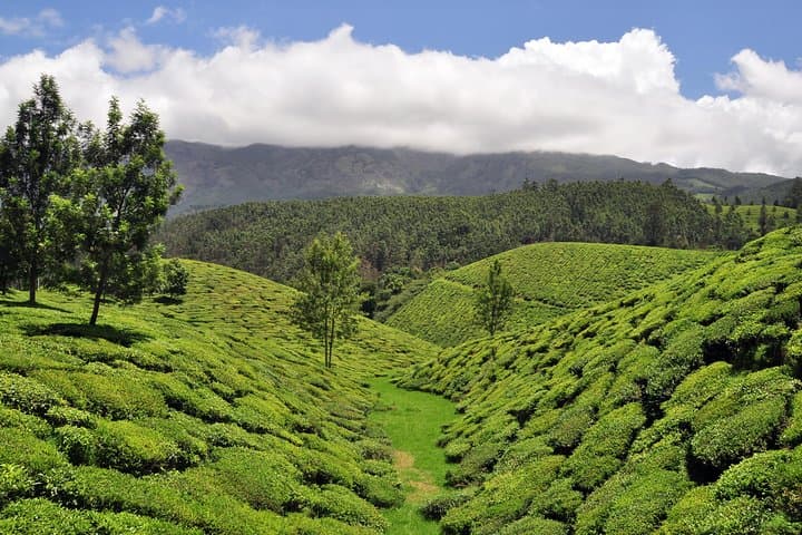 Munnar Tea Estate Private Tour: Full-Day Sightseeing, Tea Museum & Tasting photo 2